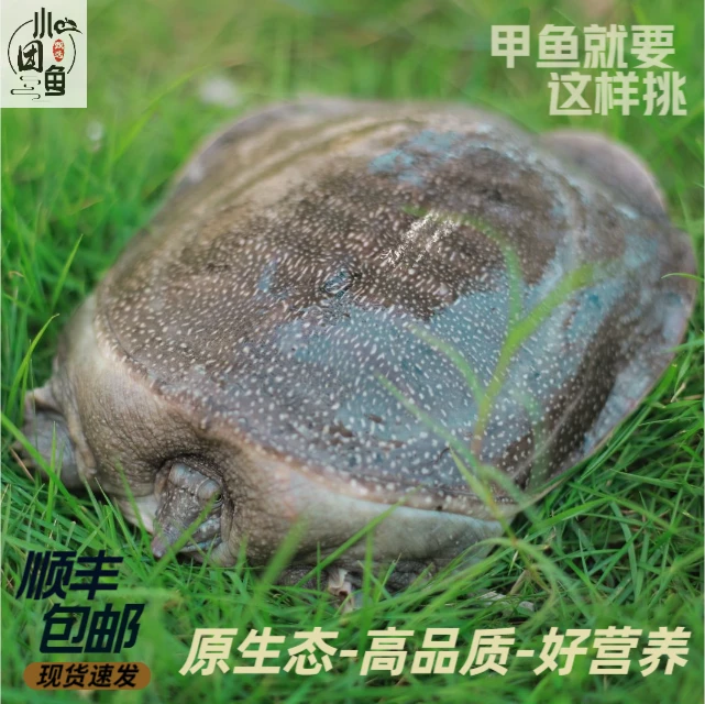【下单现杀】外塘甲鱼草龟鲜活宰杀送调料包真空冷链发货顺丰包邮