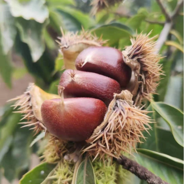 顺丰包邮嶅莱山野生栗子老树栗子5斤