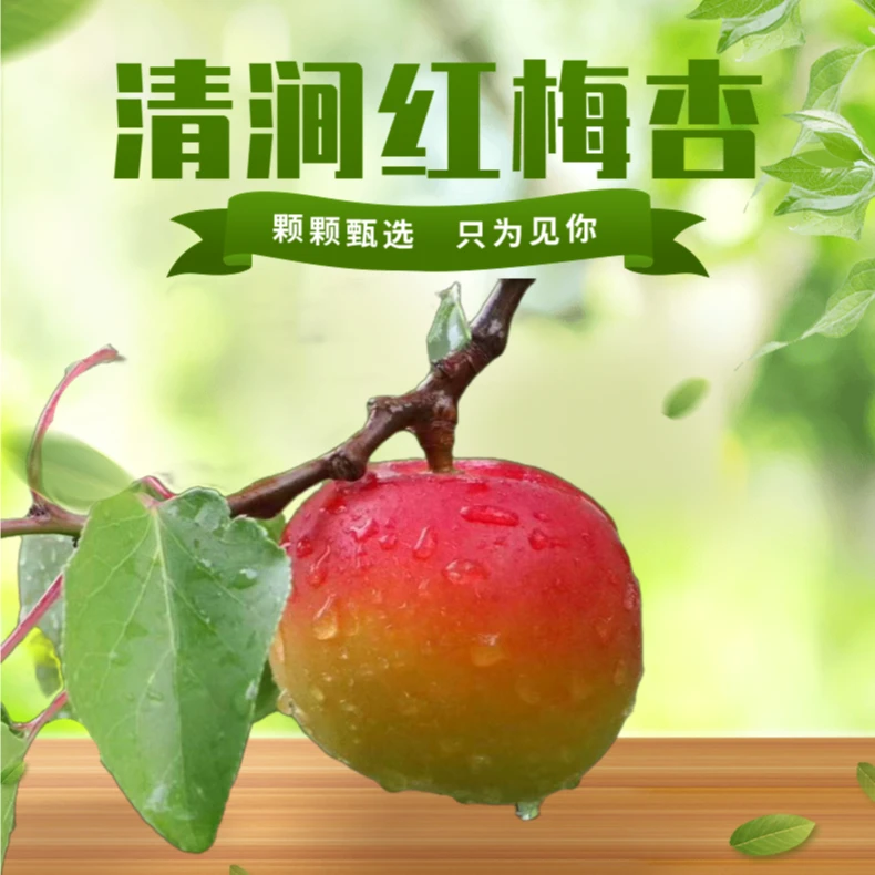 【塬上清涧】陕北清涧红梅杏新鲜采摘 果肉饱满肉原产地发货