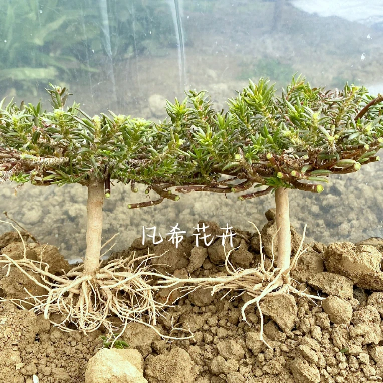 老桩牡丹玫红牡丹玫红王可过冬