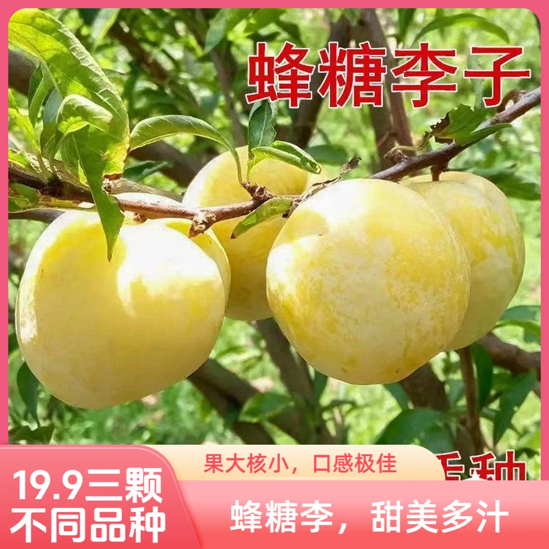 【3颗】正宗嫁接蜂糖李子树苗三华李大红袍南北方种植盆栽地栽耐寒