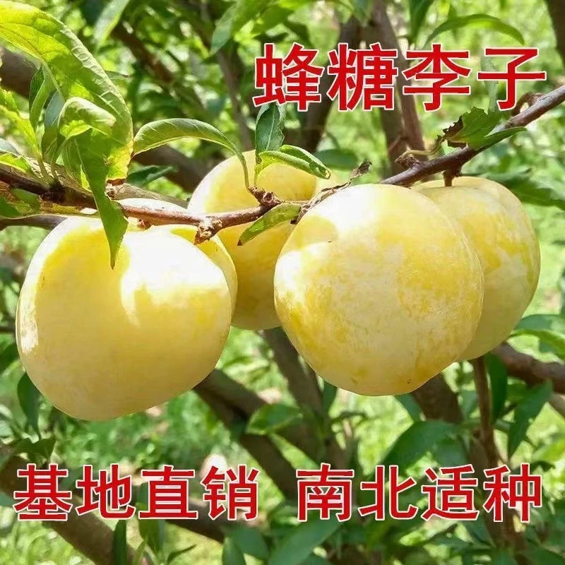 嫁接李子树抗寒新品种蜂糖李南北方种植特大特甜