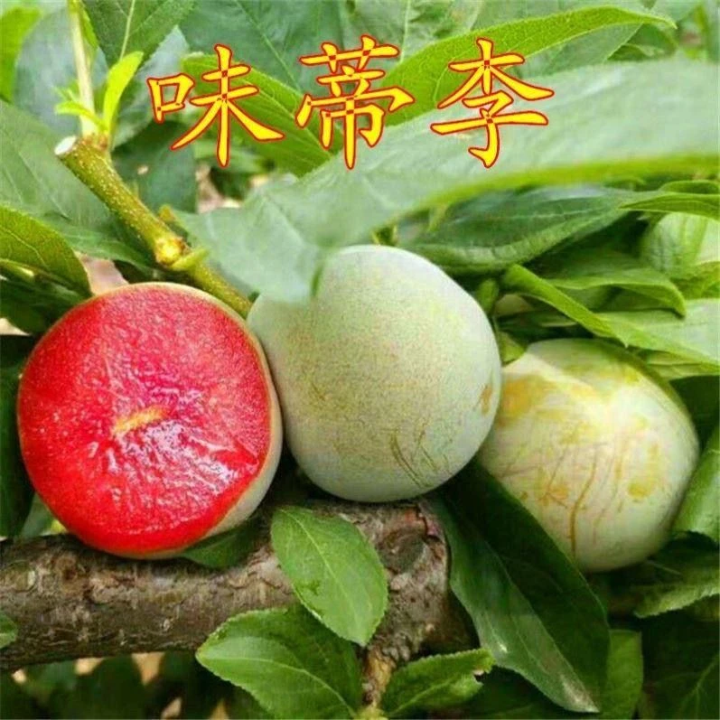 味帝李子树苗嫁接早熟红心李南北方种果树苗恐龙蛋李子苗当年结果