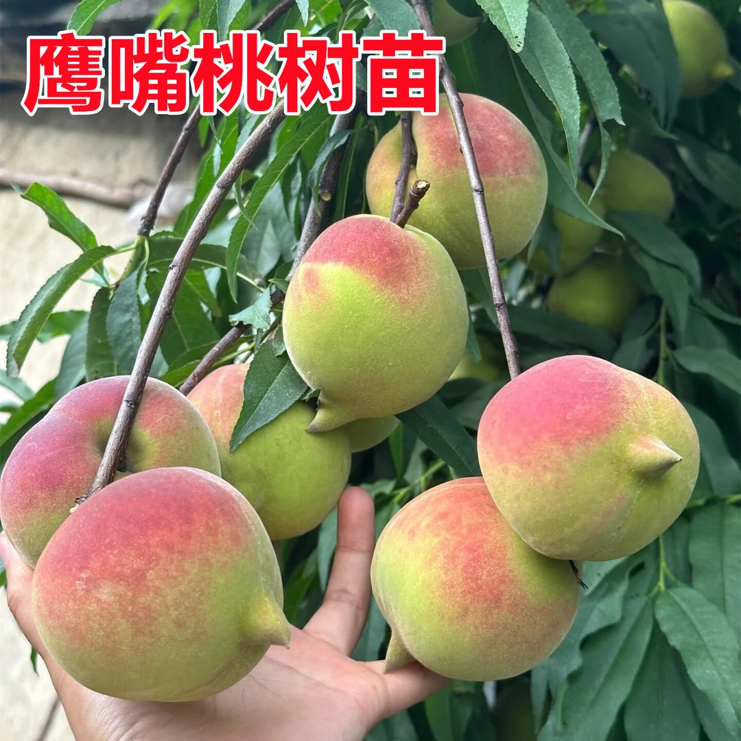 鹰嘴桃树苗嫁接早熟油桃树苗盆栽果树南北方种冬桃树果苗当年结果