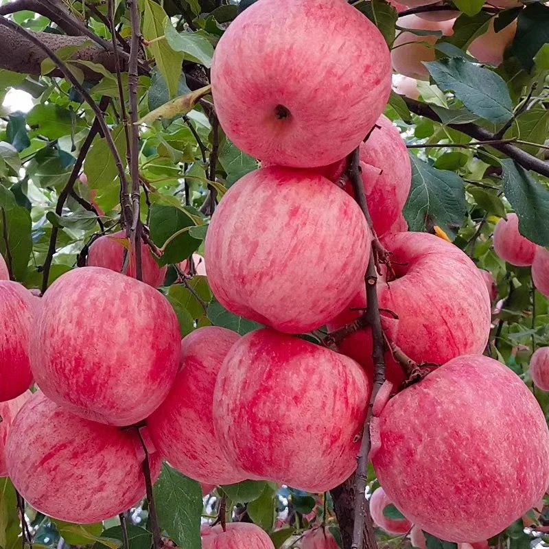 冰糖心苹果树苗嫁接南北方种红富士苹果苗庭院矮化果树苗当年结果