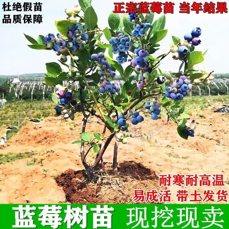 蓝莓树果苗带果阳台盆栽果树苗南北方种植地栽特大蓝莓苗当年结果