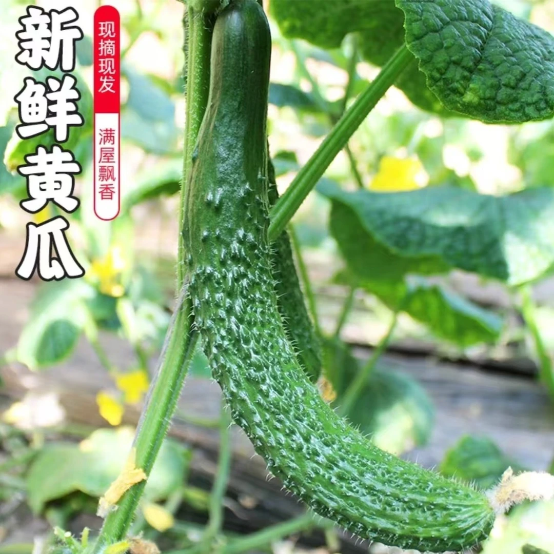 (顺丰包邮）庞各庄本地老味黄瓜 自家种植 新鲜采摘 儿时的味道老味黄瓜