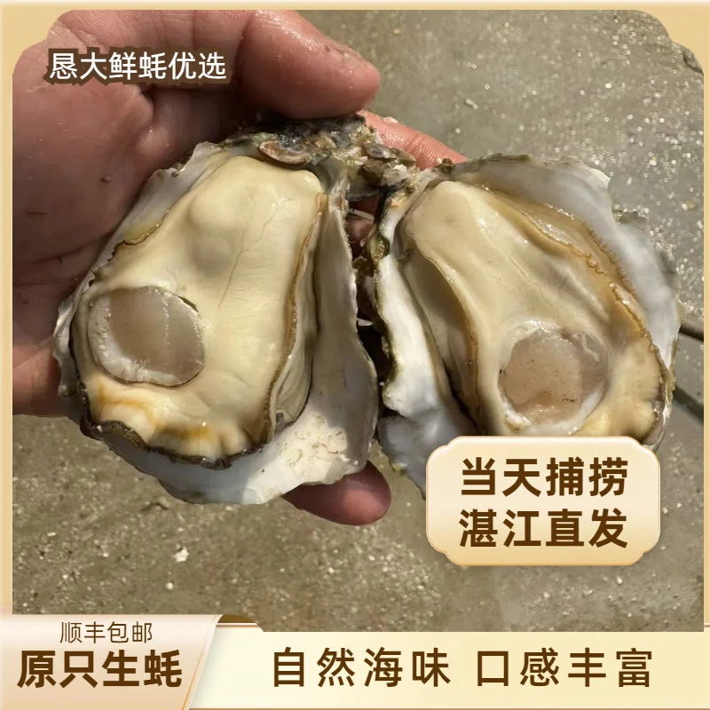 【10斤装放开吃】湛江生蚝吃个够 原只带壳免洗 顺丰配送上门