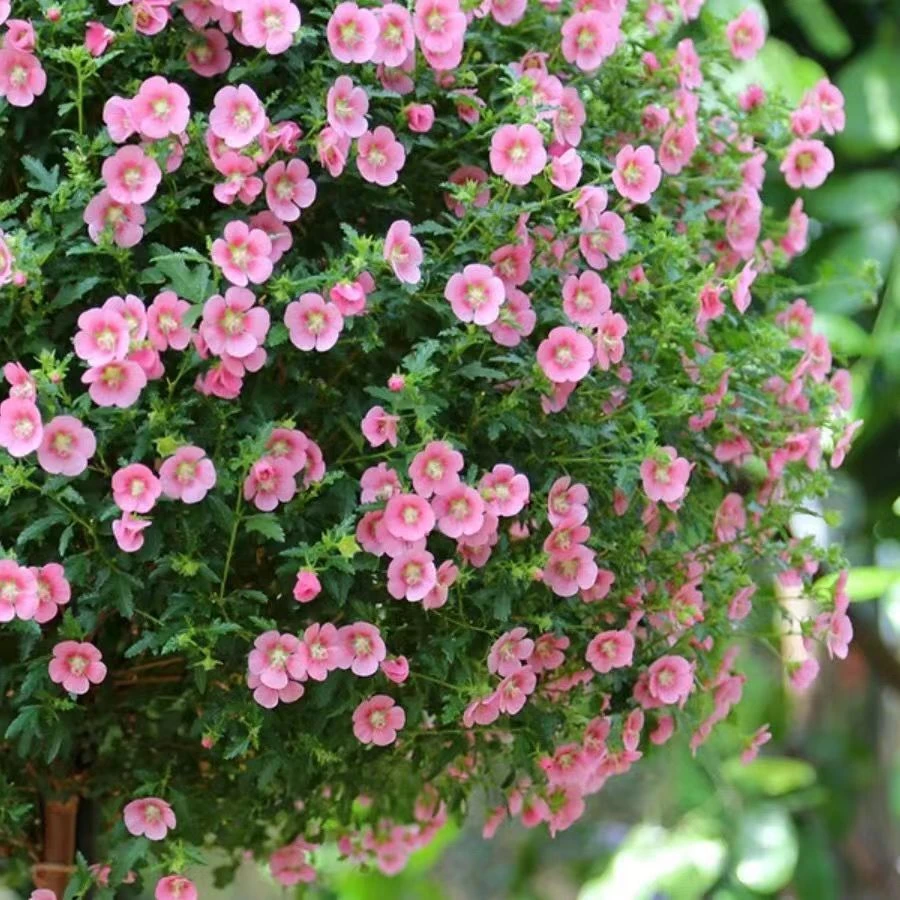 小木槿花盆栽薇草莓花苗多年生四季常青好养开花不断爆款庭院木槿