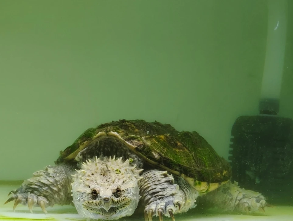 小鳄龟苗子纯佛佛鳄爆刺凶猛精品北美鳄龟小宠物肉食活体