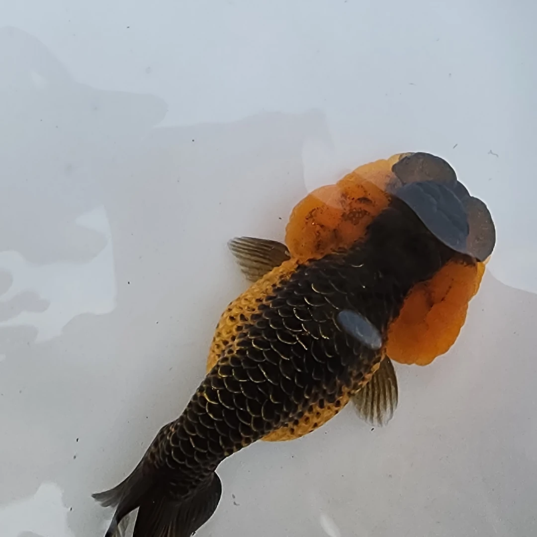 武汉猫狮，鼠头珍珠金鱼