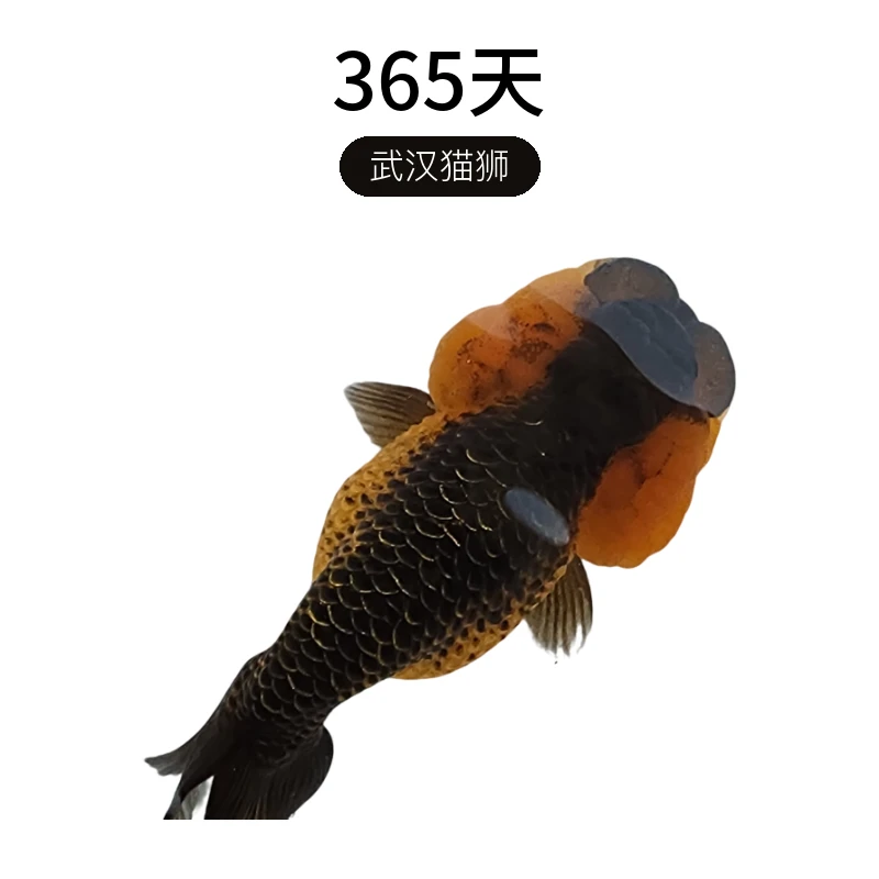 武汉猫狮，鼠头珍珠金鱼