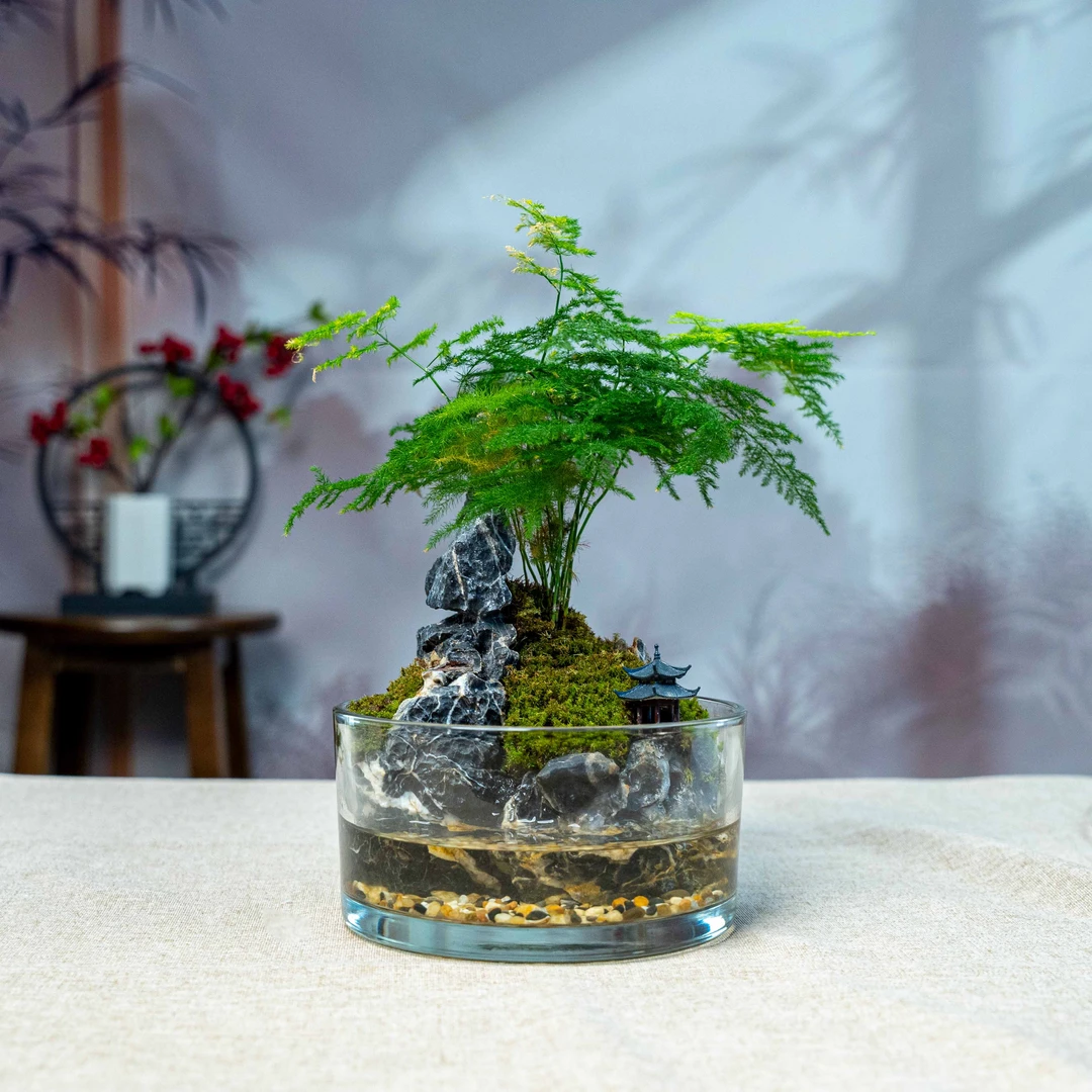 【特惠】山涧-文竹成品创意桌面景观