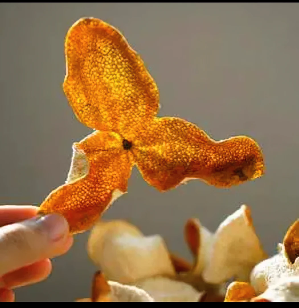 2024年正宗广东新会生晒大红皮新皮500g