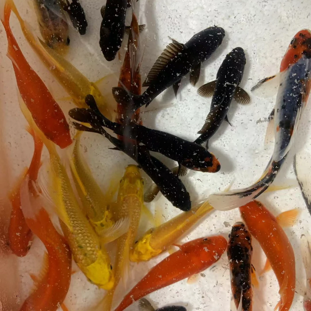 【 10-12厘米3黄金3红鹦鹉】锦鲤鱼冷水淡水观赏鱼金鱼风水招财鱼