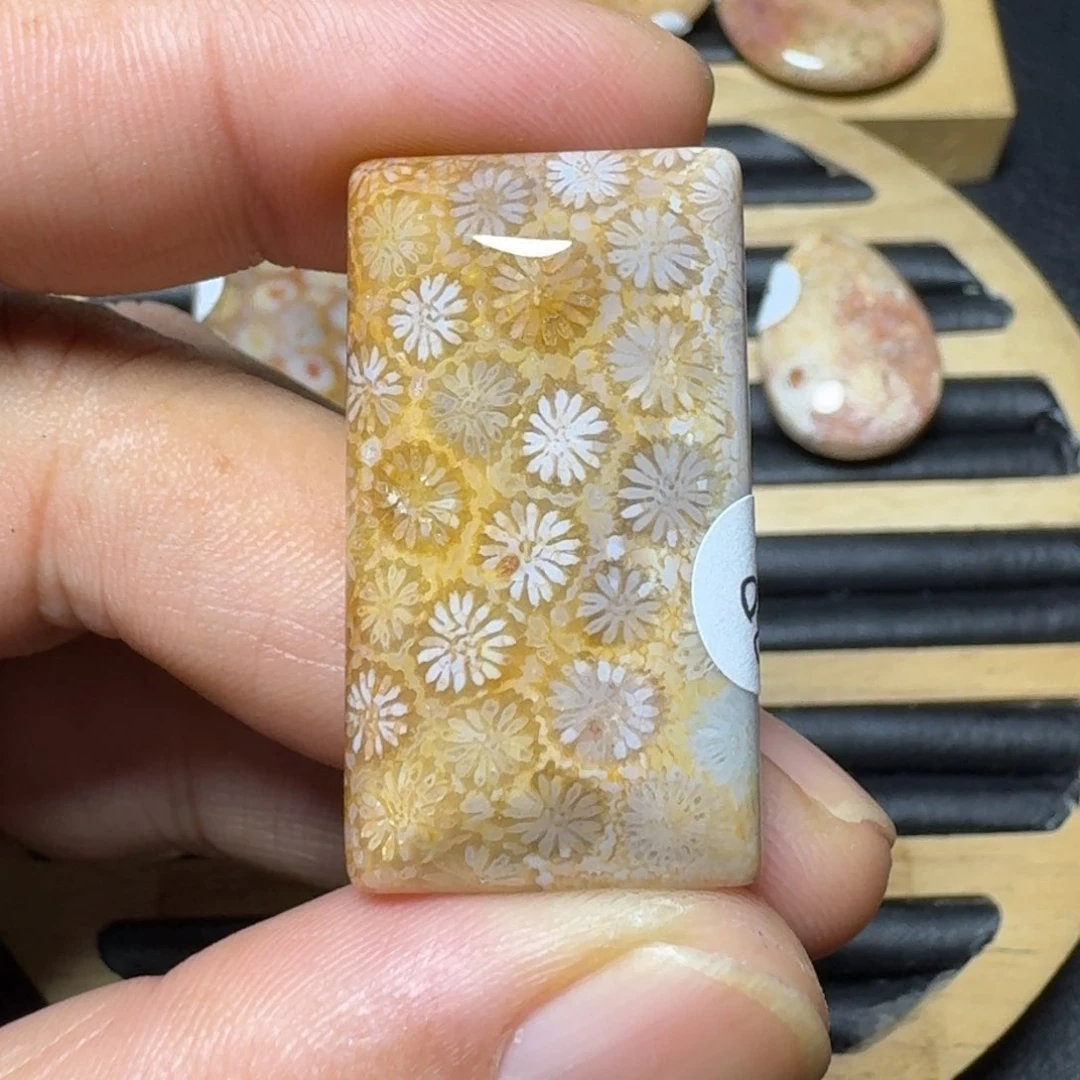 硅化珊瑚(珊瑚玉)纯天然色有机玉石未镶嵌