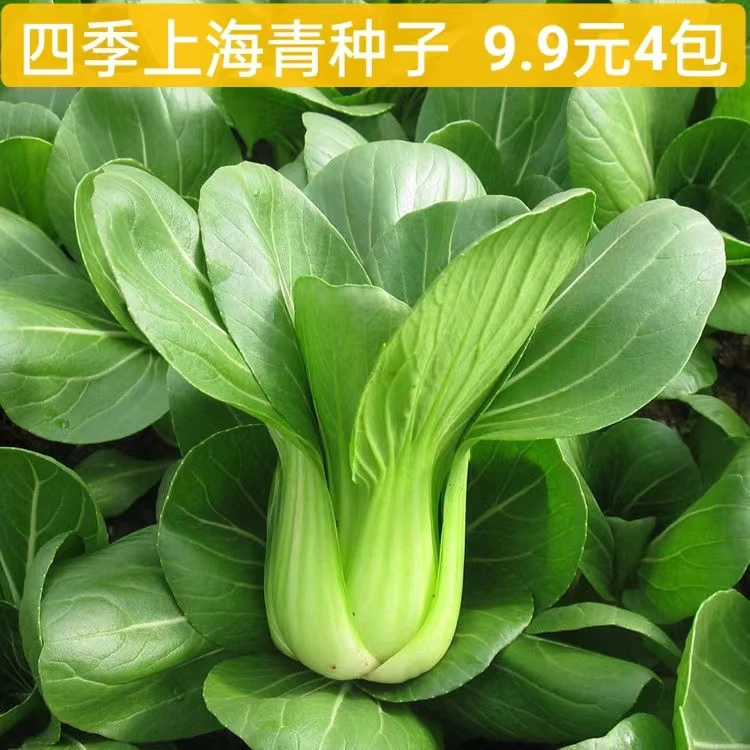9.9元4包上海青种子苏州青小油菜种孑阳台盆栽易发芽四季蔬菜种子