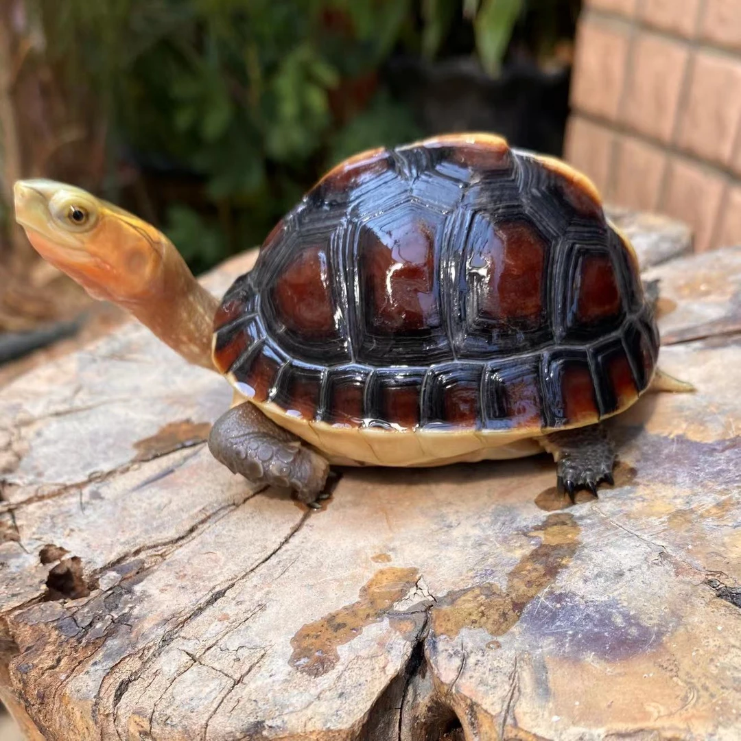 半水龟安缘台缘大陆缘金龟饲料