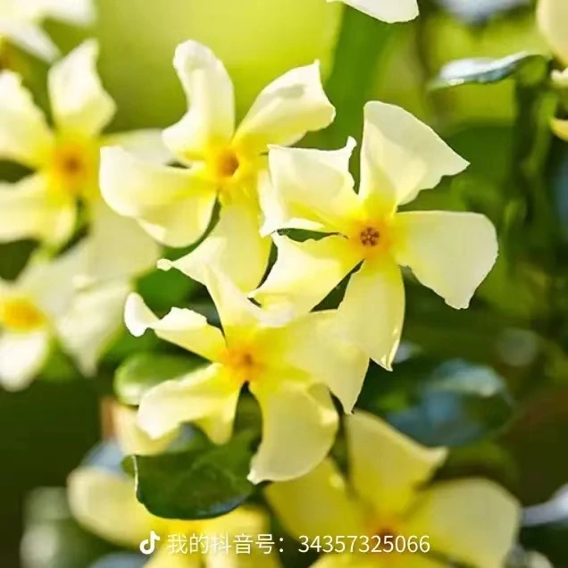 爬藤植物风车茉莉 黄色花盆栽地载四季开花 耐寒抗晒耐阴四季开花