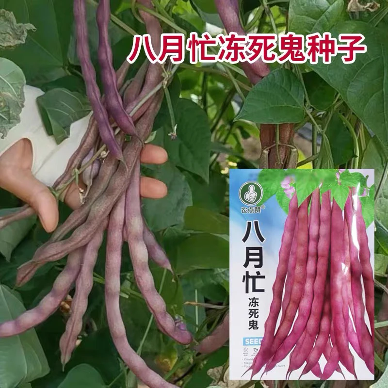 （拍2发3）八月忙冻死鬼豆角种子耐寒耐热高产无筋芸豆角种子四季播