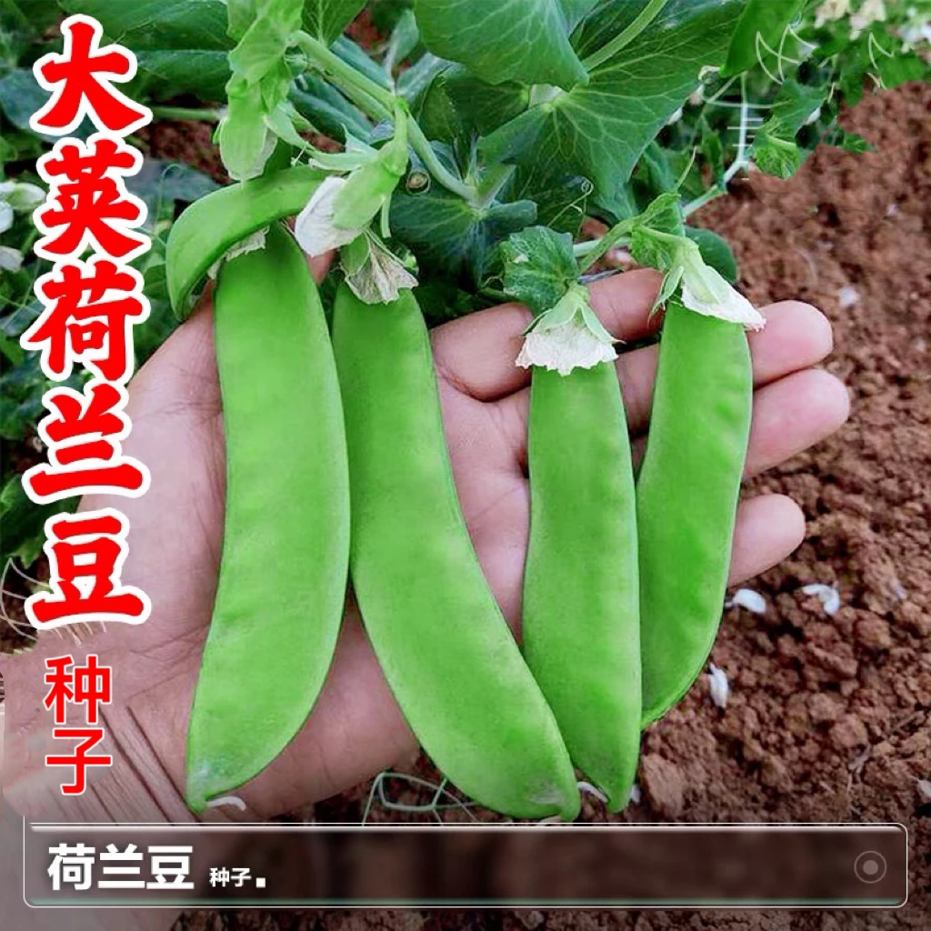软荚荷兰豆种子耐寒搭架四季大荚菜豆豌豆豆角种籽农家蔬菜种籽