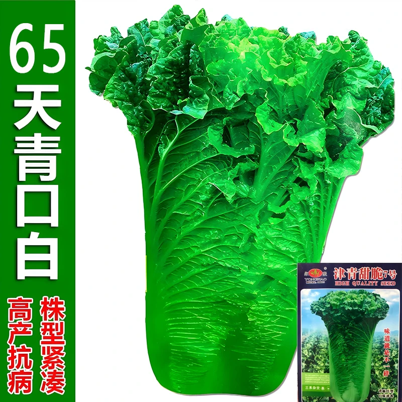 甜脆青口白种子65天高桩直筒早熟青麻叶大白菜秋播四季蔬菜种籽孑