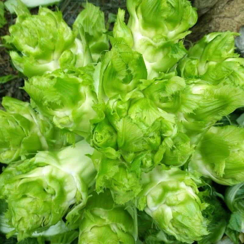 （拍2发3）四川儿菜种子早熟抱子芥娃娃菜胖秋季阳台四季蔬菜种籽