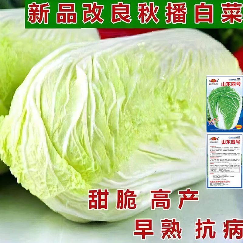 大白菜种子90天熟山东四号白菜种子秋播农家高产抗病四季蔬菜种孑