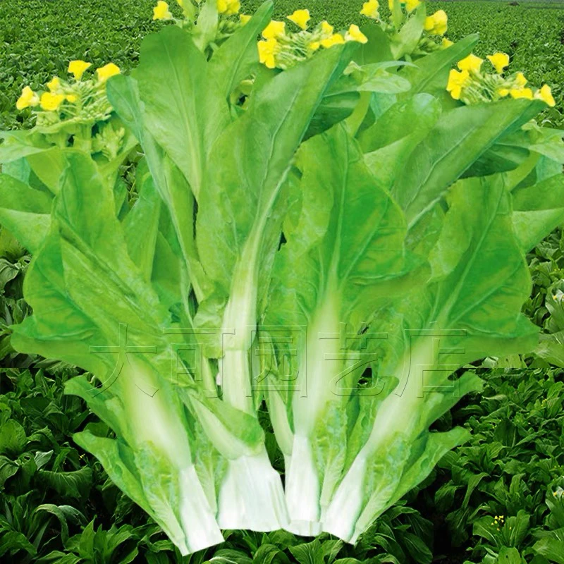 白菜苔种籽甜脆多芽早熟白菜心蔬菜种籽耐寒鲜嫩阳台庭院菜苔种籽
