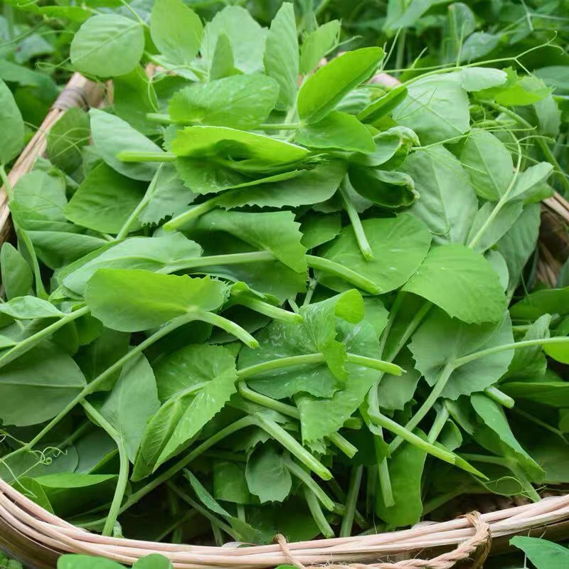 豌豆尖种子专吃叶豌豆苗种籽嫩根可连续多次采收无须豌豆秋冬种植