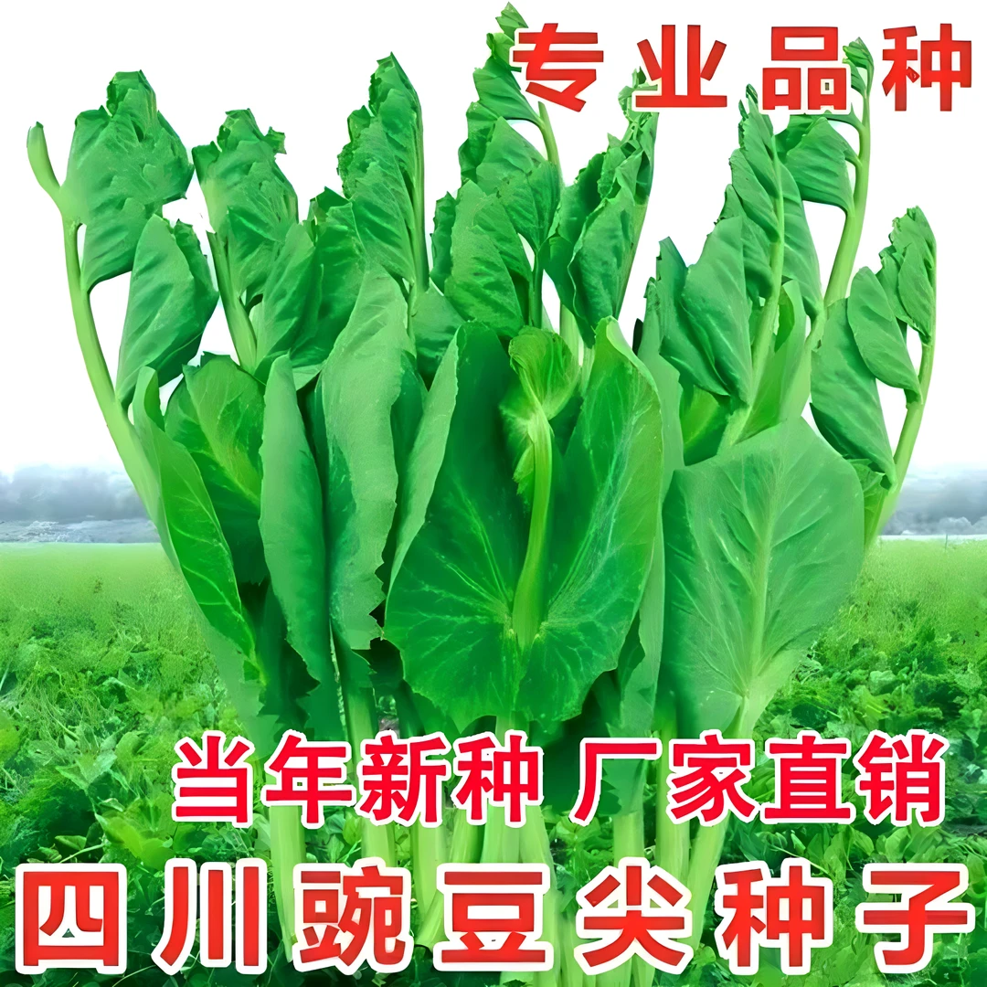 (拍2发3)豌豆尖豆种豆苗种子四季蔬菜种孑甜豌豆种籽盆栽阳台菜籽