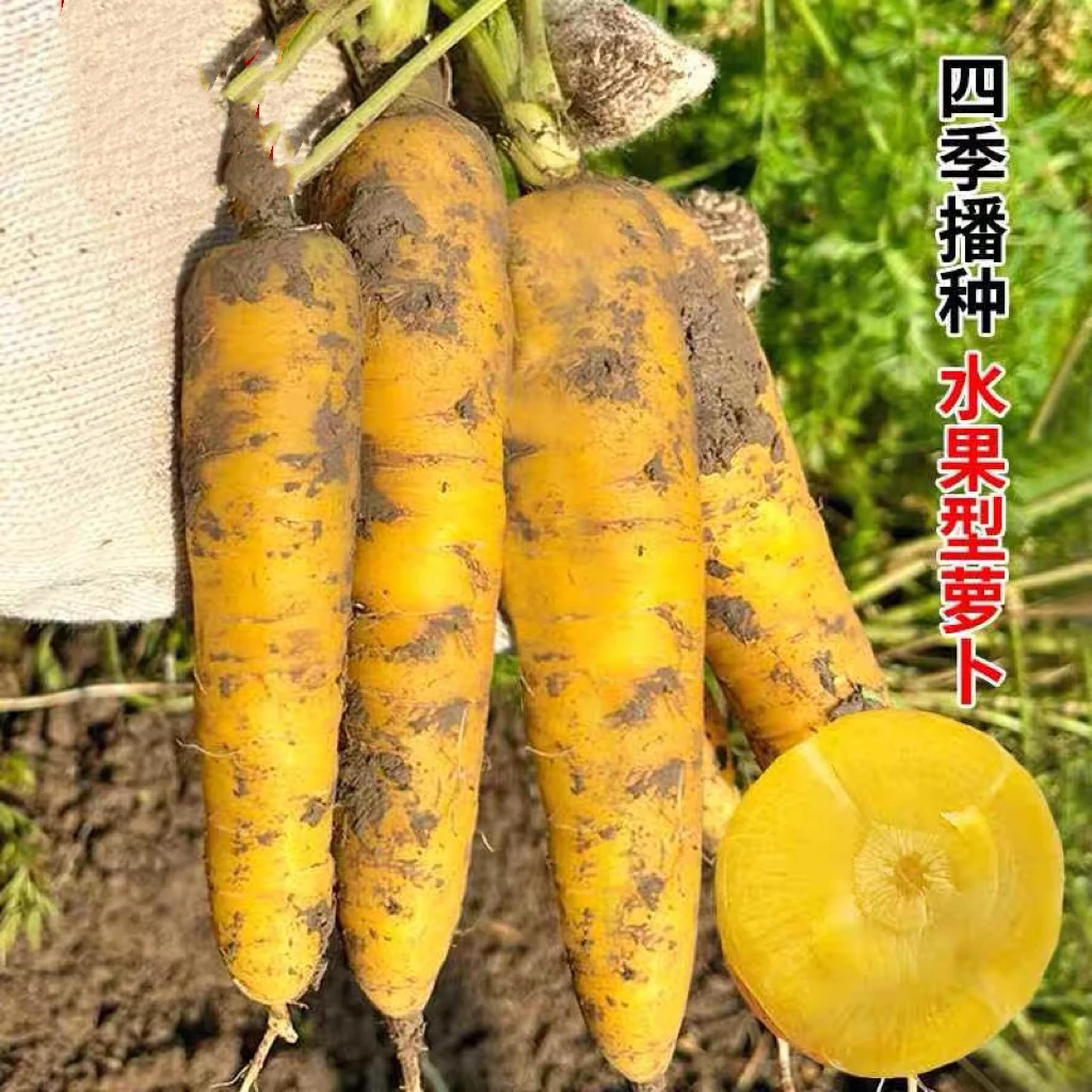 原装齐头黄胡萝卜种子黄萝卜种籽四季蔬菜种子大全水果萝卜可盆栽