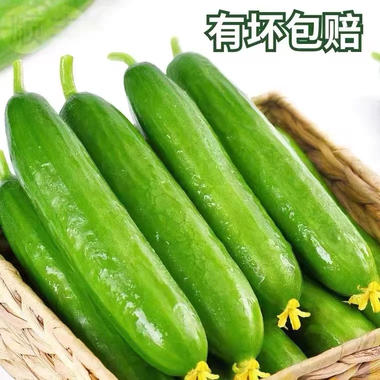 水果黄瓜  新鲜水果小黄瓜   一箱2.5斤左右