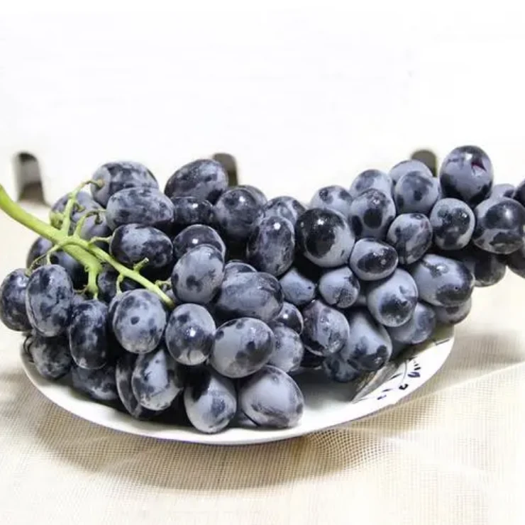 【两斤散装】进口玫瑰香黑提 清甜多汁  一份两斤左右