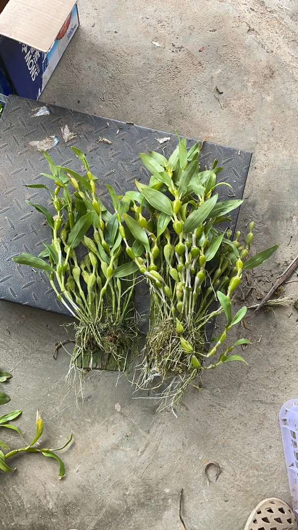 石斛兰，一物一拍，图仅供参考