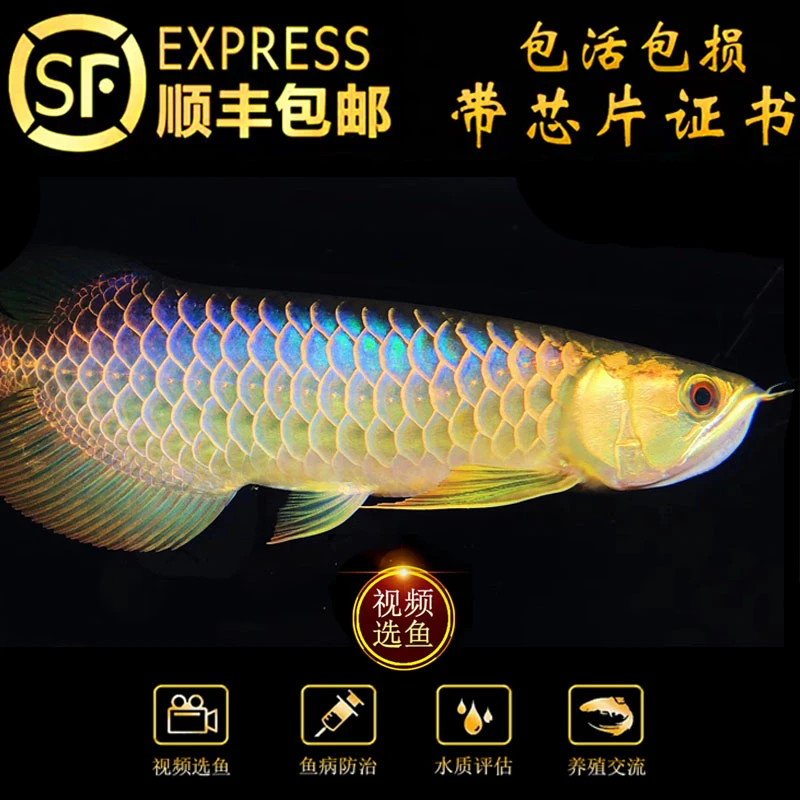 古典蓝底金头过背金龙鱼超血辣椒红龙鱼活体鱼活体热带观赏鱼包邮