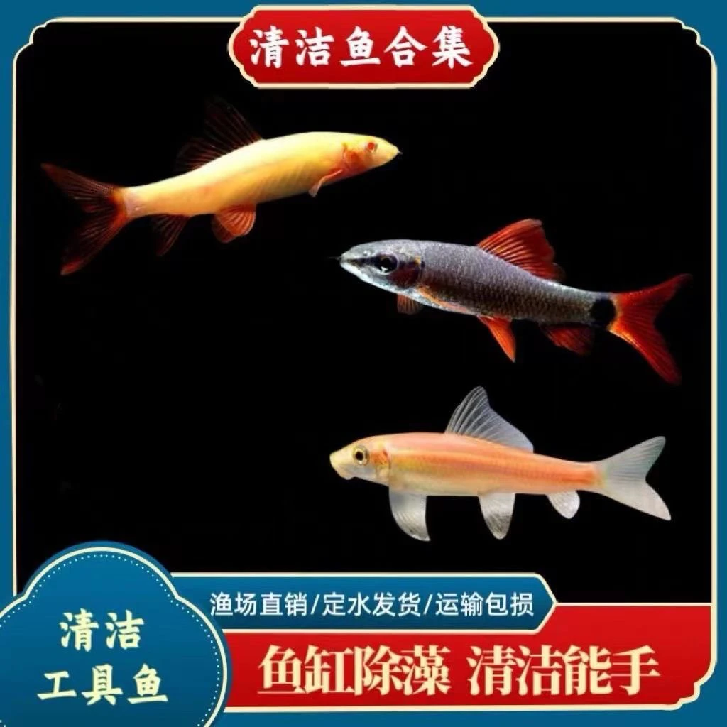 粉红鲨彩虹鲨金苔鼠鱼热带淡水三合一除藻垃圾鱼清洁工具鱼