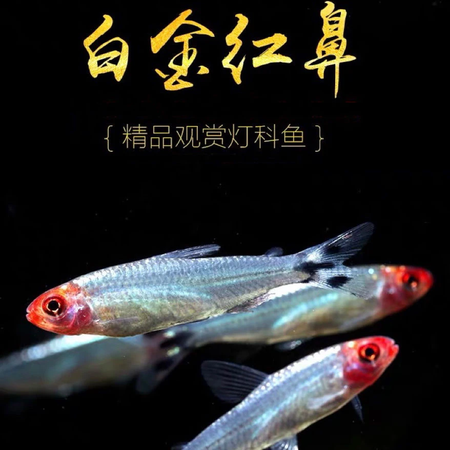 红笔鼻子鱼灯科鱼草缸群游热带小型观赏鱼耐养红笔淡水鱼