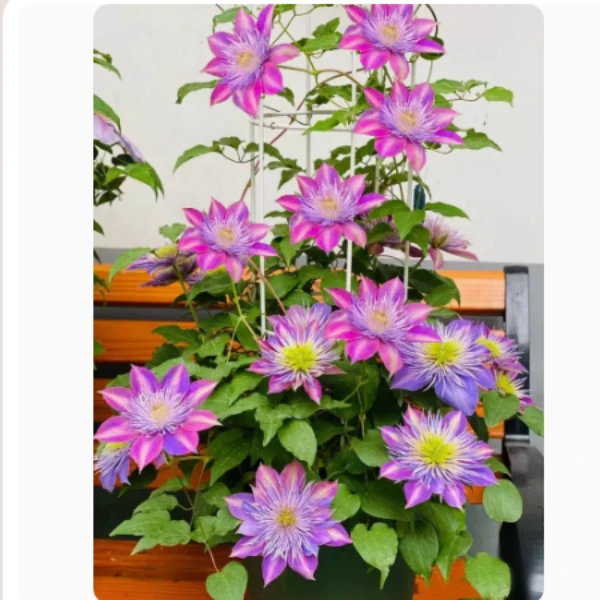 【2类早花品种】铁线莲小苗盆栽地栽円空瑞贝卡重瓣大花花卉夏季