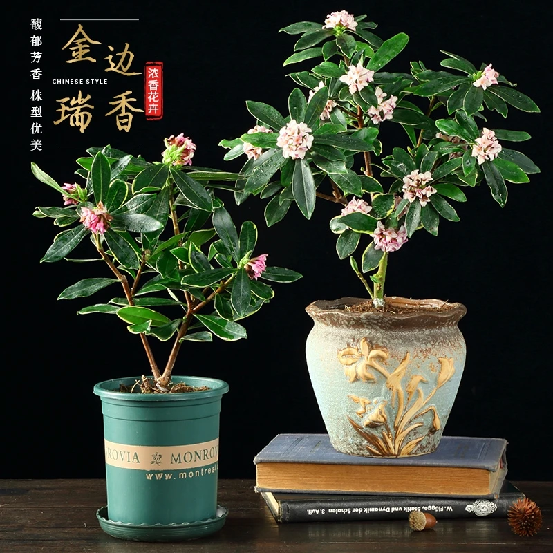 金边瑞香盆栽浓香型带花苞耐寒开花老桩室内观花四季植物客厅花卉
