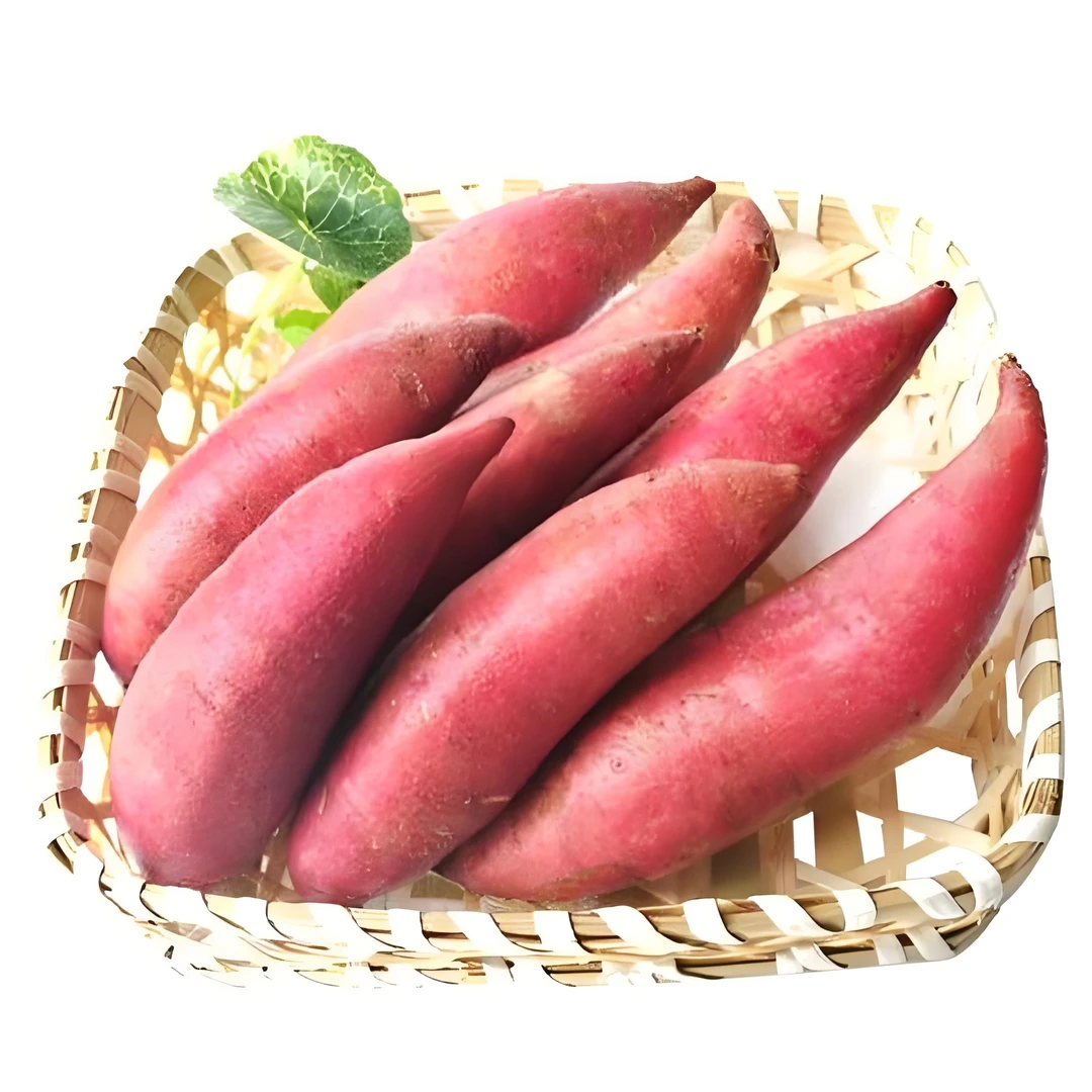粉面香甜沙地西瓜红烟薯小时候味道板栗味