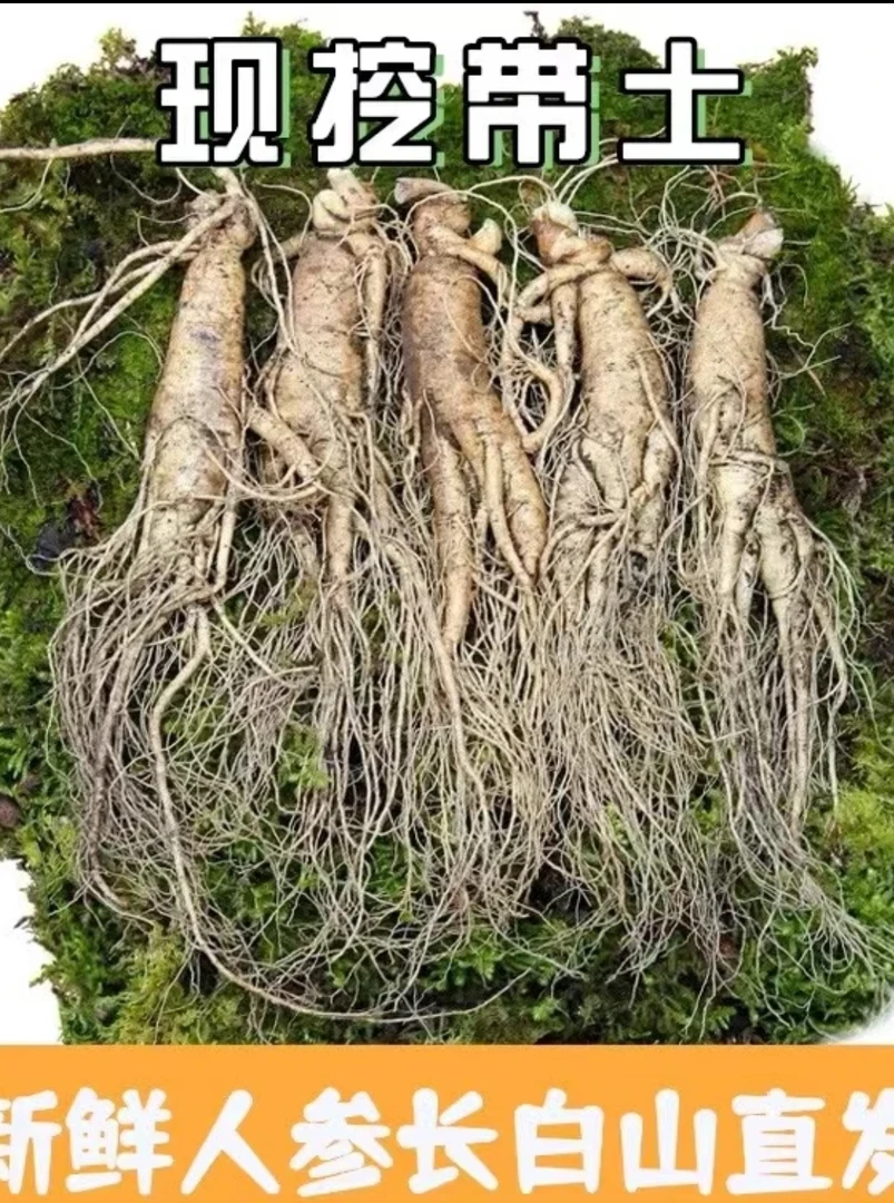 长白山原产地新鲜人参滋补营养煲汤