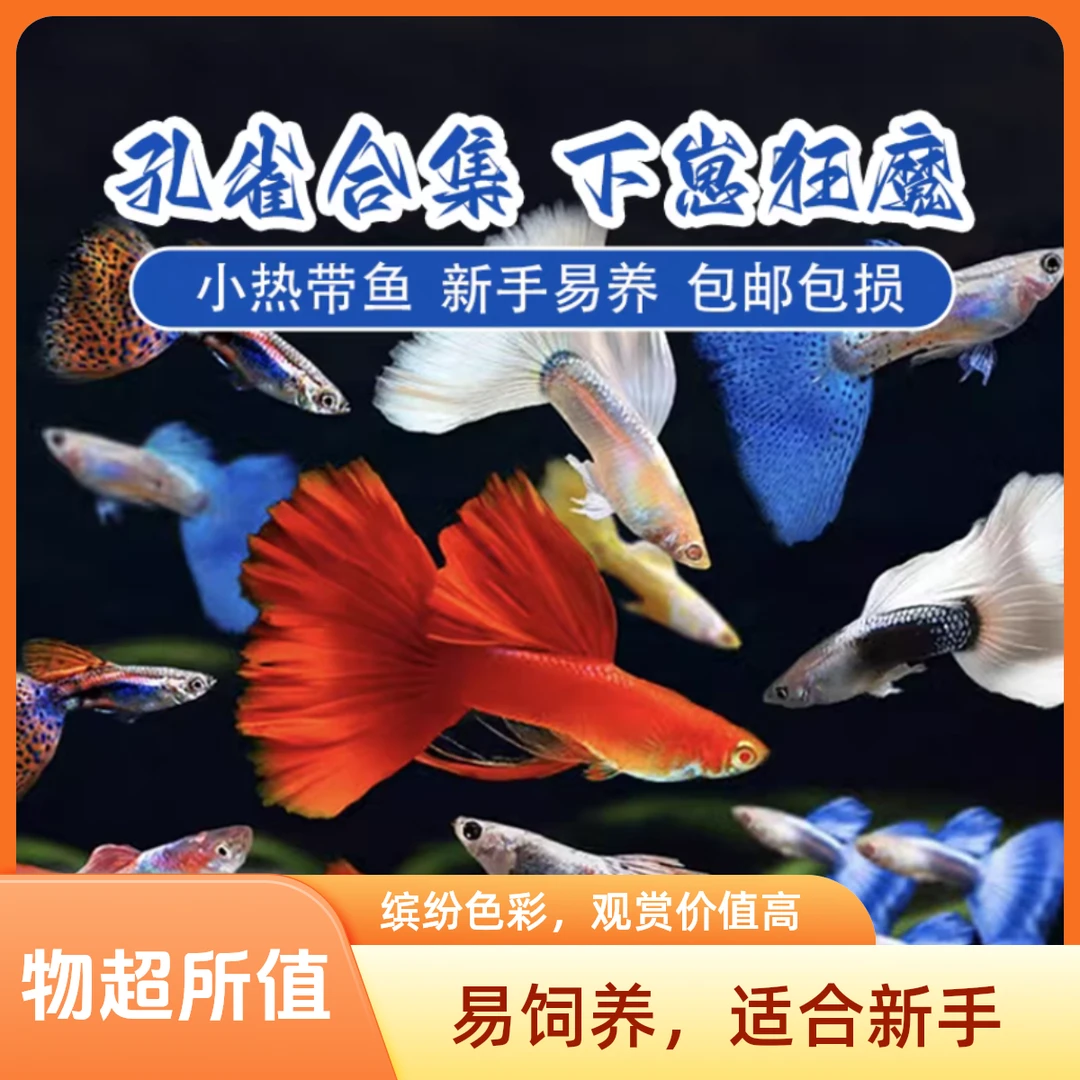 【孔雀鱼10条】小型热带观赏鱼大尾巴精品孔雀鱼活鱼凤尾鱼耐养好活