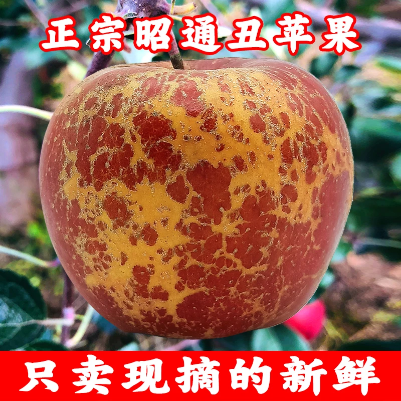 正宗云南昭通丑苹果冰糖心现摘当季脆甜新鲜水果红富士整箱10包邮