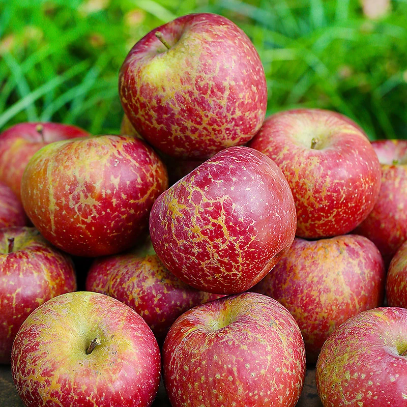 当季云南昭通丑苹果香冰糖心甜脆现摘现发新鲜水果红富士产地直发