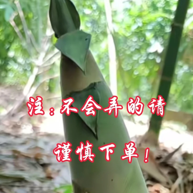 广西新鲜现挖麻竹笋当季蔬菜鲜嫩脆爽可泡酸笋