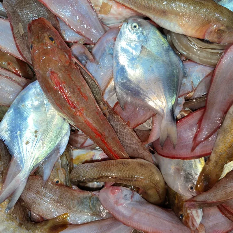 【渔三宝推荐】渔民自捞 渤海湾杂鱼 私人订制 速冻发货 顺丰到家