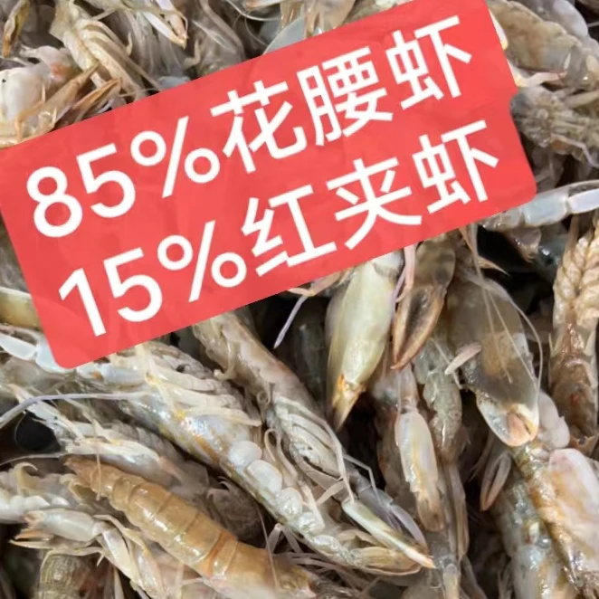 【渔三宝】渤海湾花腰虾(中夹巴虾 )大小都有介意慎拍 速冻发货顺丰