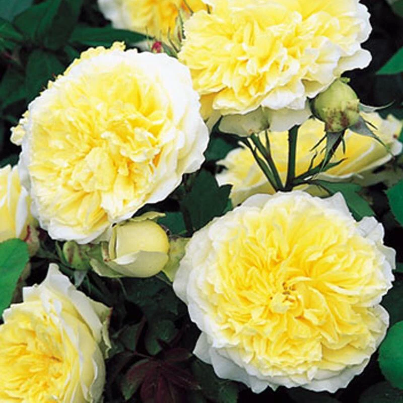 爬藤月季朝圣者天路，柠檬黄大花，多季开花，一支多头，南北方种植