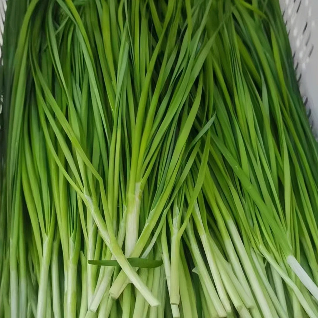 新鲜韭菜现割现发嫩韭菜农家自种蔬菜韭菜盒子水饺包子家常菜1斤